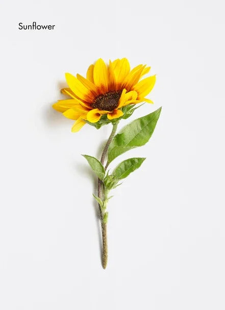Single sunflower with bright yellow petals and green leaves against a white background.