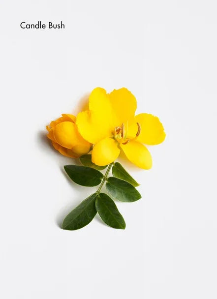 Anti-Grey Elixir - Bulle D’HAir Olivet