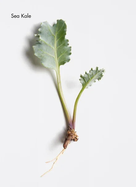 Sea kale plant with green leaves and roots, showcasing its unique structure and texture.