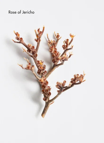 Comforting Enzyme Peeling Mask