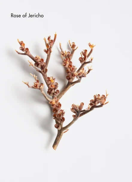 Dried Rose of Jericho branch showcasing unique textures and features against a plain background.