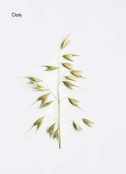 Oats plant with spikelets on a white background, representing natural ingredients for skincare.
