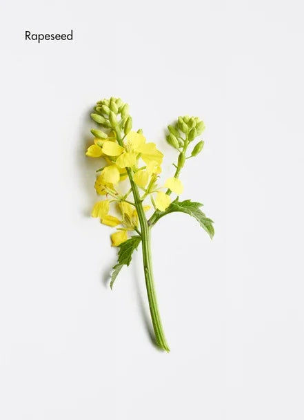 Comforting Light Fluid - Bulle D’HAir Olivet