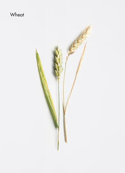 Various wheat types displayed on a plain background, showcasing their unique textures and colors.