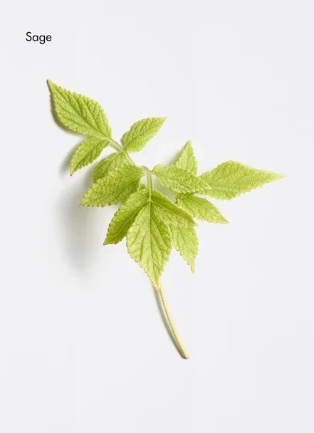 Fresh green sage leaves displayed against a clean white background.