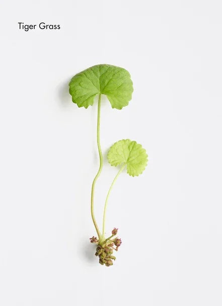 Close-up of Tiger Grass leaves on a clean background, showcasing its vibrant green color and delicate structure.