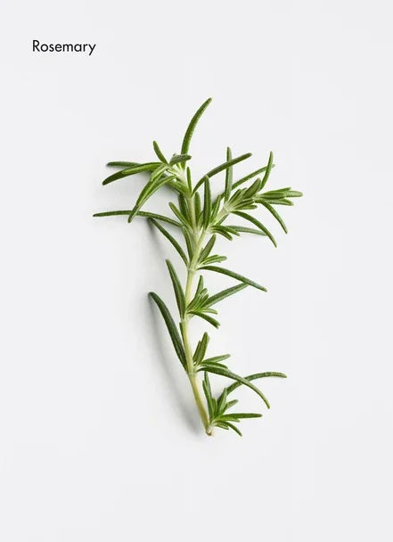 Fresh rosemary sprig on a white background, used in skincare and culinary applications.