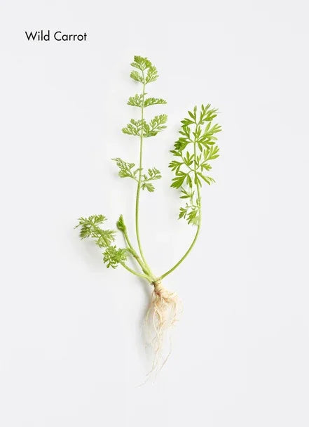 Dermosthétique Carrot Stem Cell Redness Relief Serum