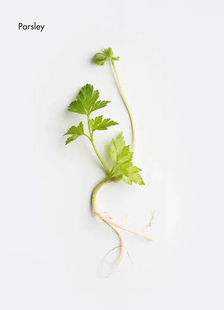 Fresh parsley with roots, showcasing vibrant green leaves on a white background.