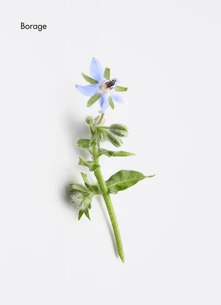 Energising Aroma Complex