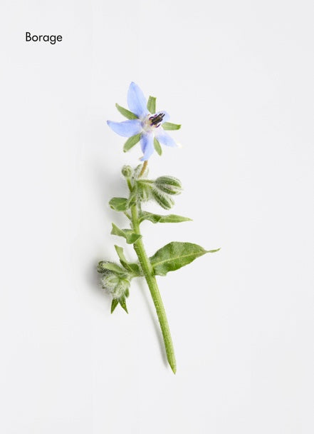 Energising Aroma Complex