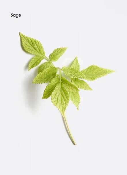 Fresh green sage leaves arranged artistically on a light background.