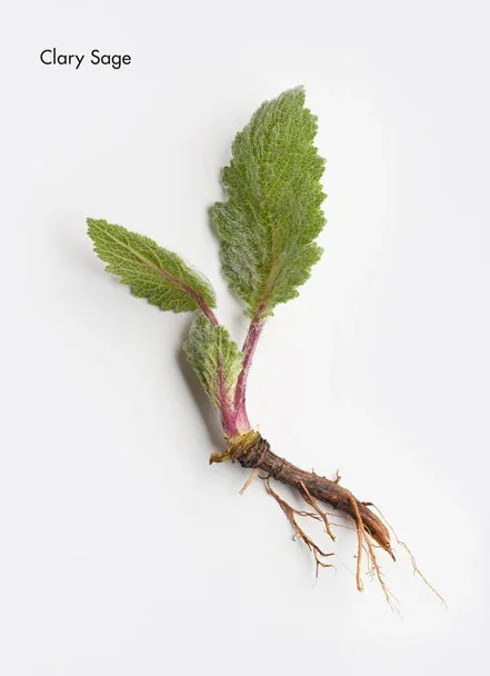 Fresh Clary Sage plant with vibrant green leaves and roots, used in hair care for scalp balance.