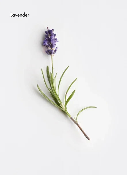 Lavender plant with vibrant purple flowers and green leaves on a white background.