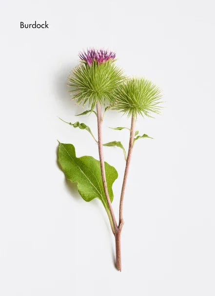 Burdock plant with green leaves and round purple flowers, known for its health benefits.