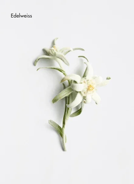 Edelweiss flowers on a white background, showcasing delicate petals and green leaves.