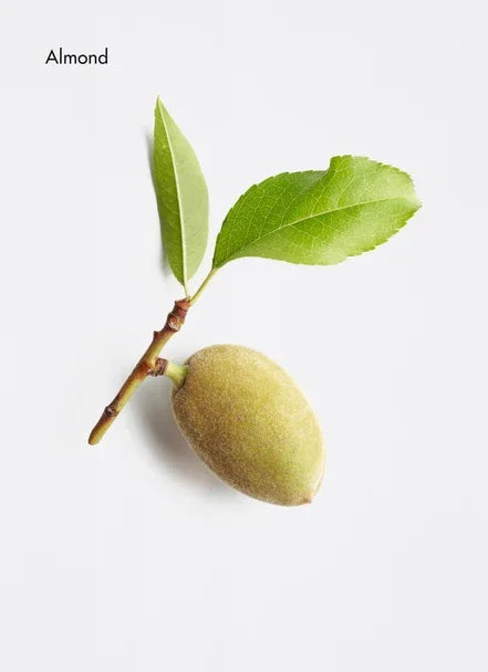 Fresh almond fruit with green leaves on a white background, showcasing its natural appearance.