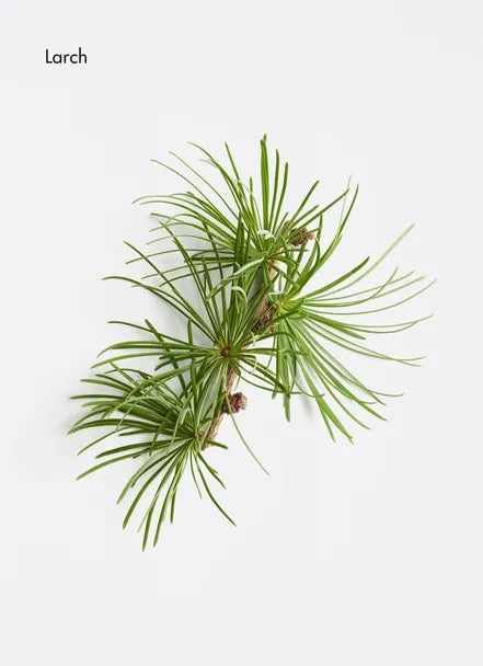 Larch tree branch with green needles on a white background, showcasing its natural beauty.