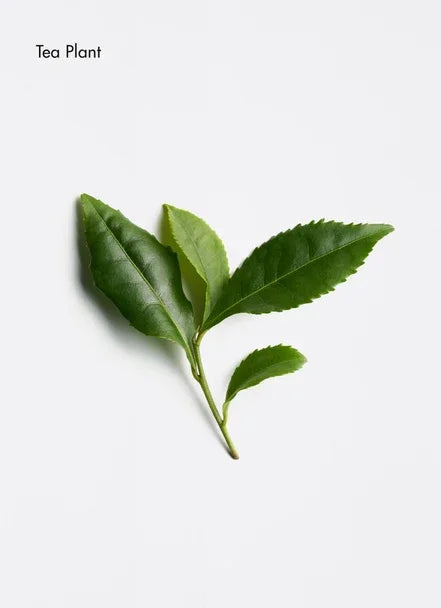 Fresh green tea plant leaves showcasing their vibrant color and healthy appearance.
