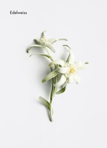 Edelweiss flowers with soft white petals on a clean background, symbolizing purity and natural beauty.