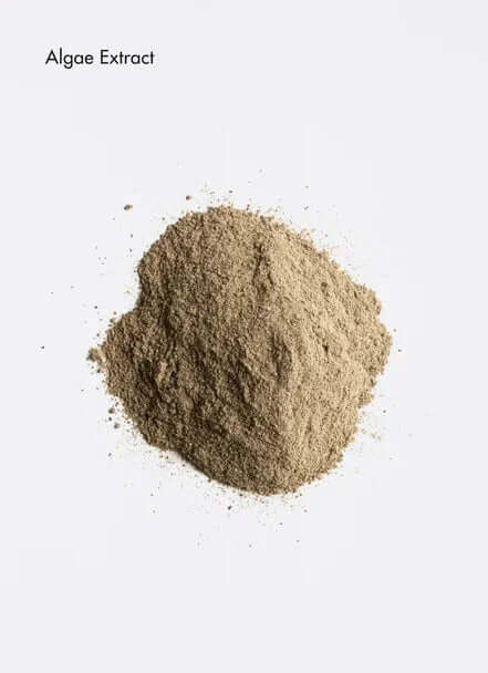 Fine powder of algae extract, showcasing its texture and natural color, suitable for skincare and cosmetic formulations.