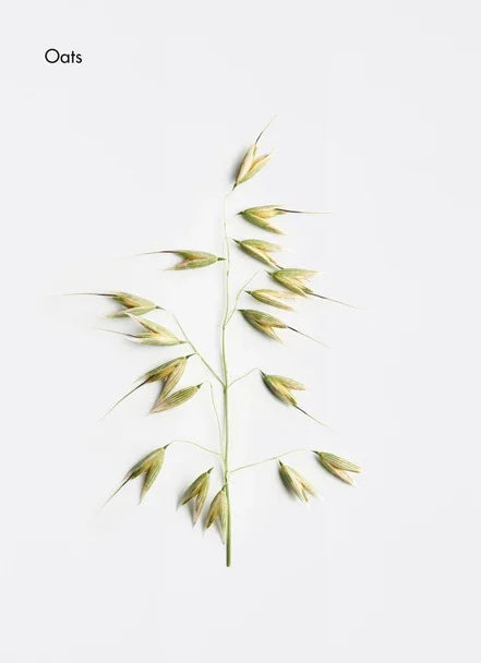 Close-up of a branch of oats with green seed heads on a plain background.