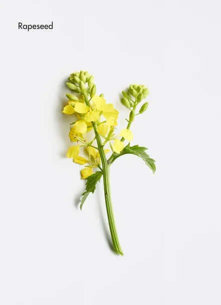 Close-up of rapeseed plant with yellow flowers and green buds on a white background.