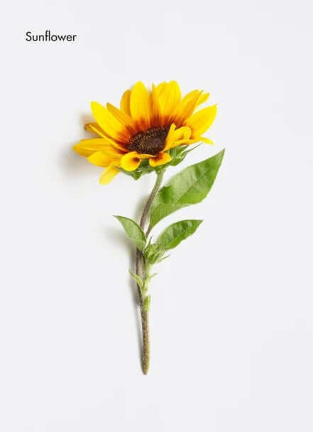 Vibrant sunflower on a white background, showcasing its bright yellow petals and green leaves.