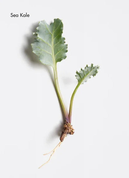 Fresh sea kale plant with green leaves and visible roots on a white background.