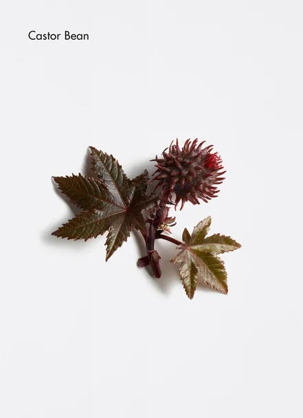 Dermosthétique Redefining Lip Balm - Bulle D’HAir Olivet
