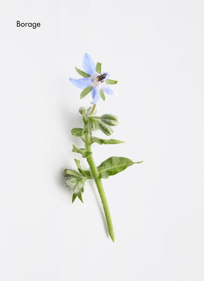 Energising Aroma Complex