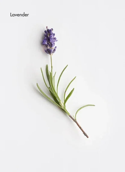 Fortifying Aroma Complex