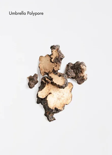Dried pieces of Umbrella Polypore, a natural ingredient used in hair care products.