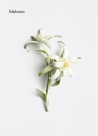 Revitalising Hydro Cream - Bulle D’HAir Olivet